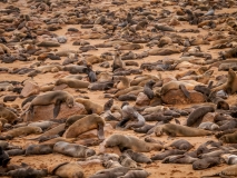 Seal colony, Namibia